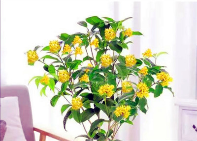 懒人也可以养花的5种简易植物（不用耗费时间与精力，轻松拥有美丽的花园）图2