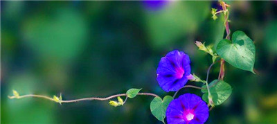 牵牛花——春夏季自然之美（五彩缤纷的牵牛花，红色、紫色、白色、粉色，盛开在春夏季。）图1