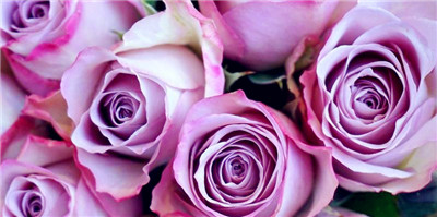 深情的紫色玫瑰，代表爱情的忠贞（寓意丰富多样的紫色玫瑰，擅长表达爱情）图1
