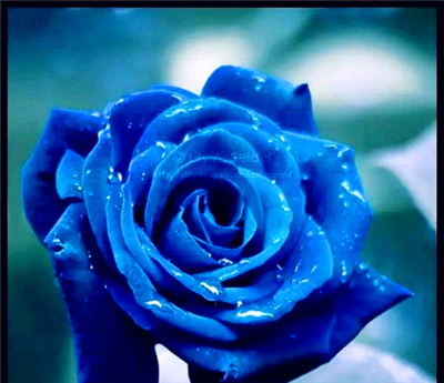 蓝色妖姬的花语——美丽与神秘的寓意（揭密蓝色妖姬花的15种花语，其中一个让你感到一见钟情）图3