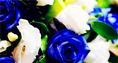 蓝玫瑰花语寓意及弘扬（研究蓝玫瑰的象征意义，传递神密与温柔之心）图2