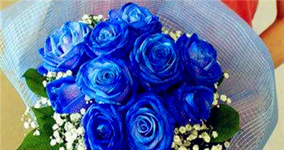 蓝玫瑰花语寓意及弘扬（研究蓝玫瑰的象征意义，传递神密与温柔之心）图3