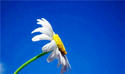 蓝色雏菊花语是和喻意（传送祝福与希望的蓝色雏菊）图2