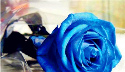 蓝色妖姬的花语与象征意义（揭密鲜花里的魔法世界）