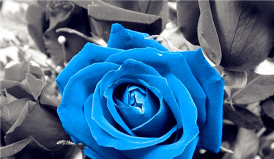 蓝色玫瑰花的寓意（讲解蓝色玫瑰花语是，并探讨他在爱情里的象征意义）图1