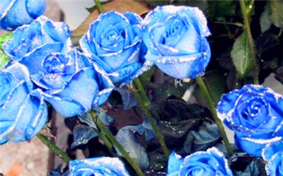 碎冰蓝玫瑰花语是与寓意（讲解碎冰蓝玫瑰的深度含义，传送爱情与希望的价值）图1