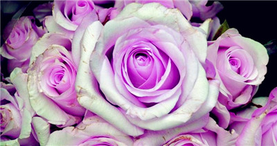 深情的紫色玫瑰，代表爱情的忠贞（寓意丰富多样的紫色玫瑰，擅长表达爱情）图3