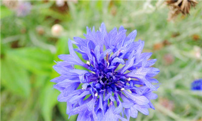蓝色矢车菊的花语——守护与希望（以蓝色矢车菊为主题的花语传递情感的力量）图2