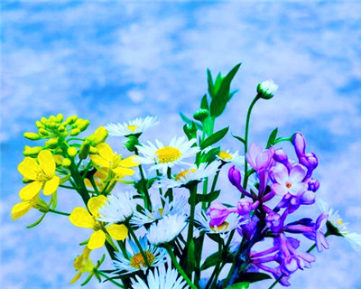 蓝色雏菊花语是和喻意（传送祝福与希望的蓝色雏菊）图3