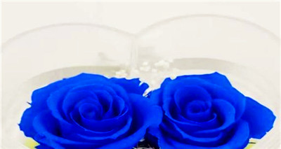 蓝色玫瑰花的寓意（讲解蓝色玫瑰花语是，并探讨他在爱情里的象征意义）图2