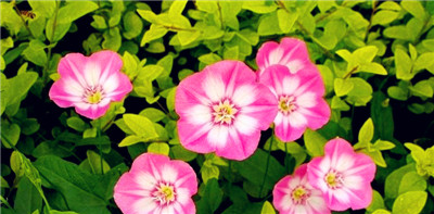 牵牛花——春夏季自然之美（五彩缤纷的牵牛花，红色、紫色、白色、粉色，盛开在春夏季。）图2