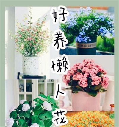 懒人也可以养花的5种简易植物（不用耗费时间与精力，轻松拥有美丽的花园）图1