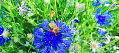 蓝色矢车菊的花语——守护与希望（以蓝色矢车菊为主题的花语传递情感的力量）图3