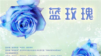 蓝玫瑰花语是与寓意（探索蓝玫瑰其背后的神密与美丽）图2