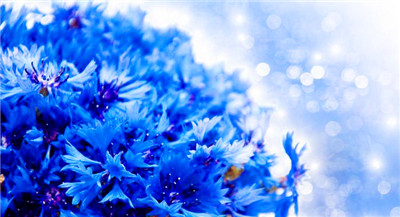 蓝色矢车菊的花语与喻意（寄予爱意的花海，蓝色矢车菊的神秘密码）图3