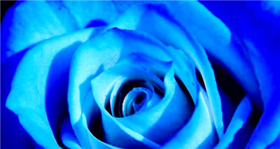 碎冰蓝玫瑰花语是与寓意（讲解碎冰蓝玫瑰的深度含义，传送爱情与希望的价值）图2