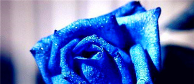 蓝色妖姬的花语——美丽与神秘的寓意（揭密蓝色妖姬花的15种花语，其中一个让你感到一见钟情）图2
